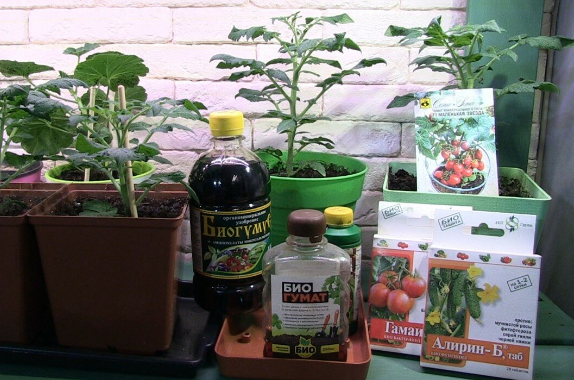 Удобрение для рассады томатов для утолщения стебля